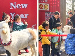 best365中国官方网站幼儿园开展“我和羊驼交朋友”亲近自然互动体验活动